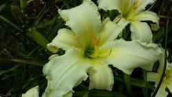 Thumb of 2016-01-03/DogsNDaylilies/67d4ad