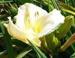 Thumb of 2016-01-03/DogsNDaylilies/8e27bf