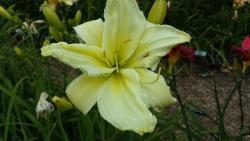 Thumb of 2016-01-03/DogsNDaylilies/d30b9a