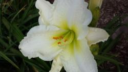 Thumb of 2016-01-03/DogsNDaylilies/dd11c3