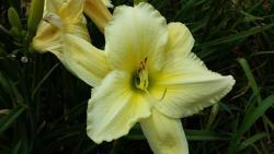 Thumb of 2016-01-03/DogsNDaylilies/e6766a