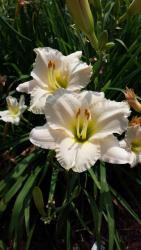 Thumb of 2016-01-03/DogsNDaylilies/fc322c