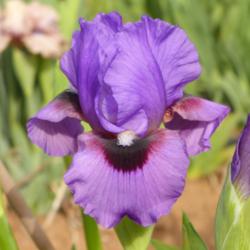 Location: Catheys Valley CA
 Photo courtesy of Superstition Iris Gardens, posted with permiss