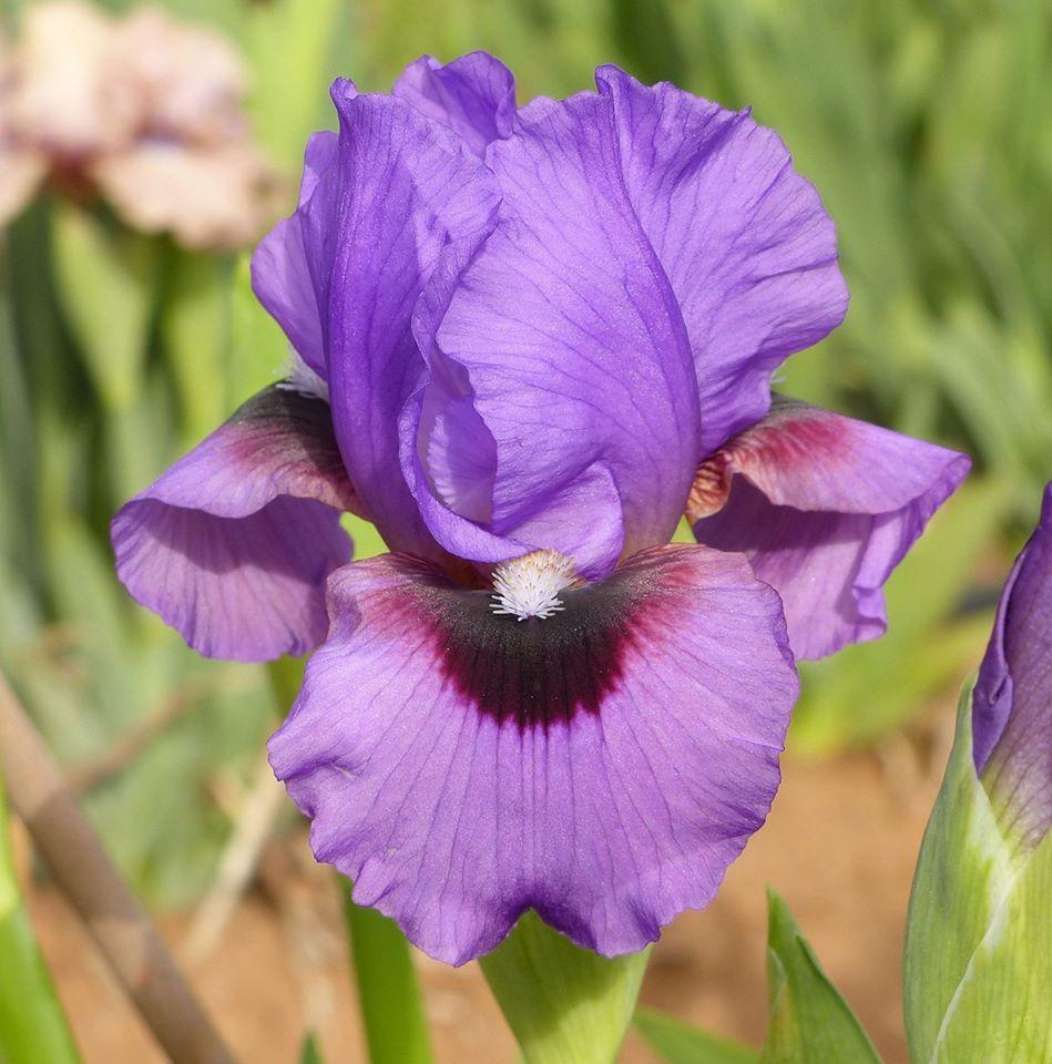 Photo of Arilbred Iris (Iris 'Signal Butte') uploaded by Misawa77