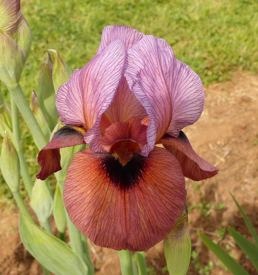 Photo of Arilbred Iris (Iris 'Bold Awakening') uploaded by Misawa77