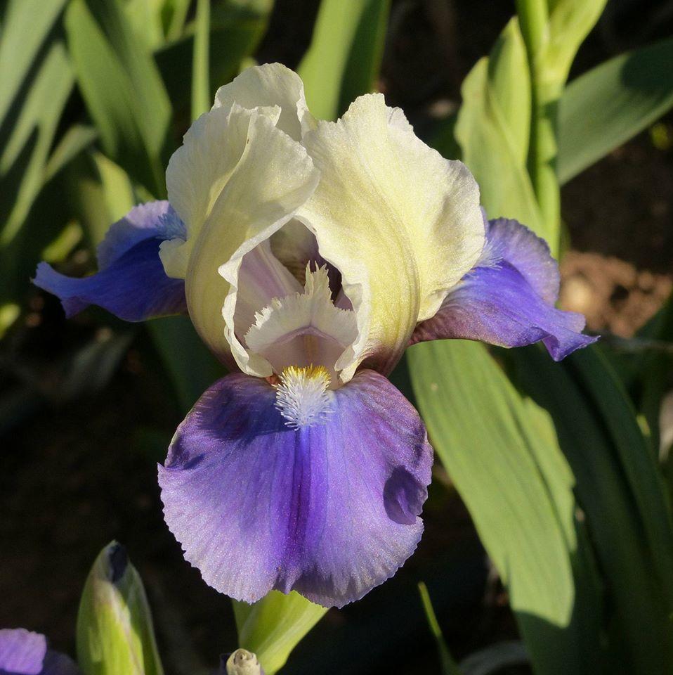 Photo of Standard Dwarf Bearded Iris (Iris 'Morning Hues') uploaded by Misawa77