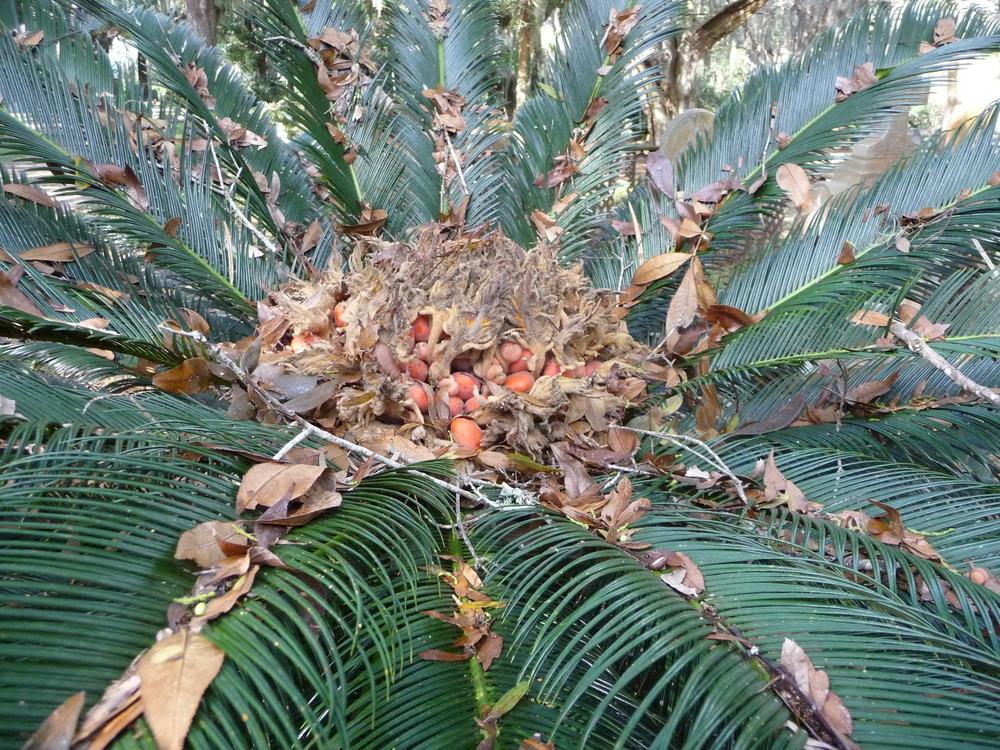 Photo of Sago Palm (Cycas revoluta) uploaded by gardengus