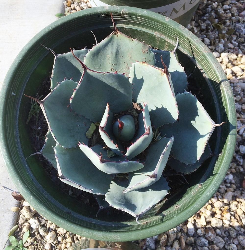 Photo of Artichoke Agave (Agave parryi var. truncata) uploaded by plantmanager