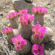 My favorite wild cactus!