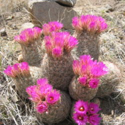 Location: Arenas Valley New Mexico
Date: 2012-07-14
My favorite wild cactus!