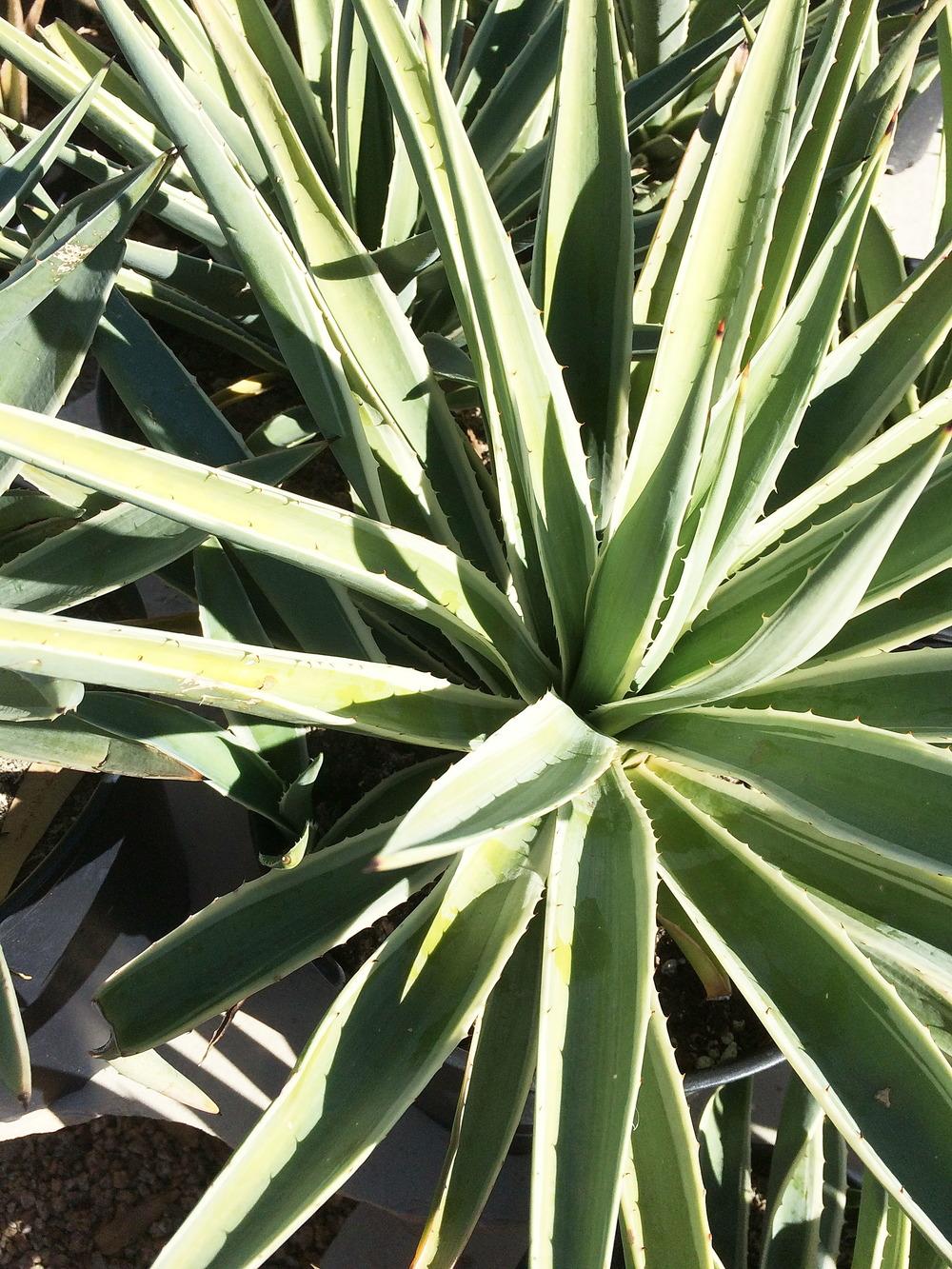 Photo of Caribbean Agave (Agave angustifolia var. angustifolia) uploaded by plantmanager