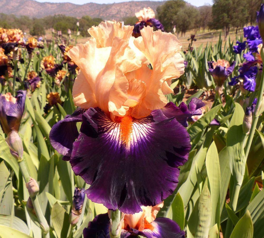 Photo of Tall Bearded Iris (Iris 'Irresistible Charm') uploaded by Misawa77