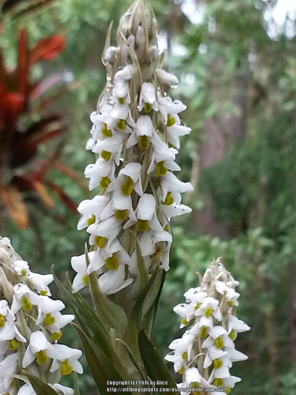 Photo of Soldier Orchid (Zeuxine strateumatica) uploaded by ardesia