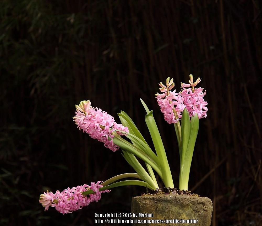 Photo of Dutch Hyacinth (Hyacinthus orientalis 'Pink Pearl') uploaded by bonitin