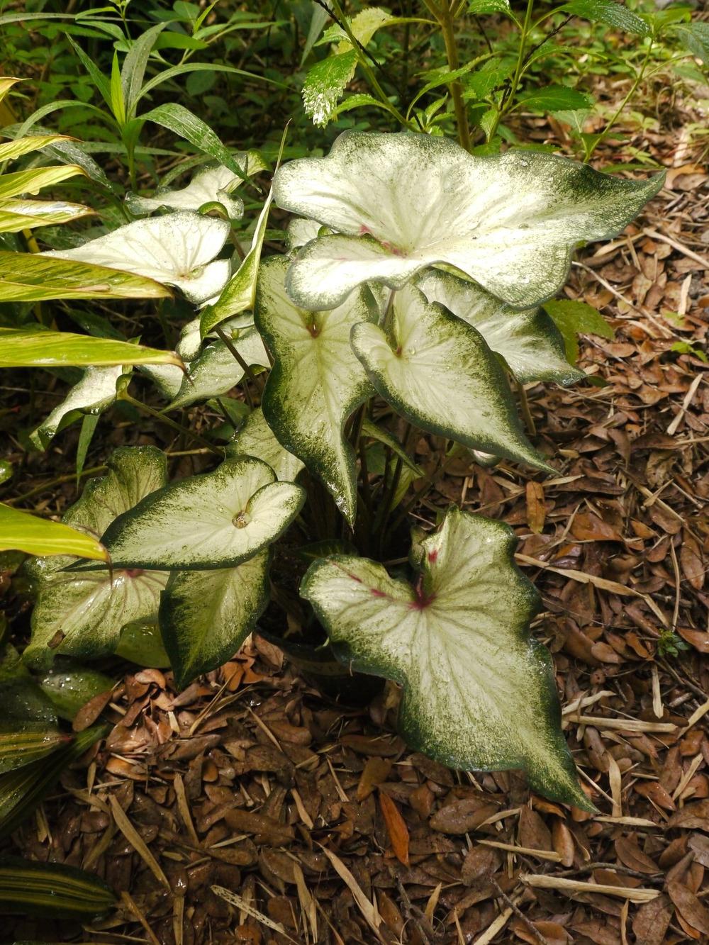 Photo of Strap-Leaf Caladium (Caladium 'White Wing') uploaded by dyzzypyxxy
