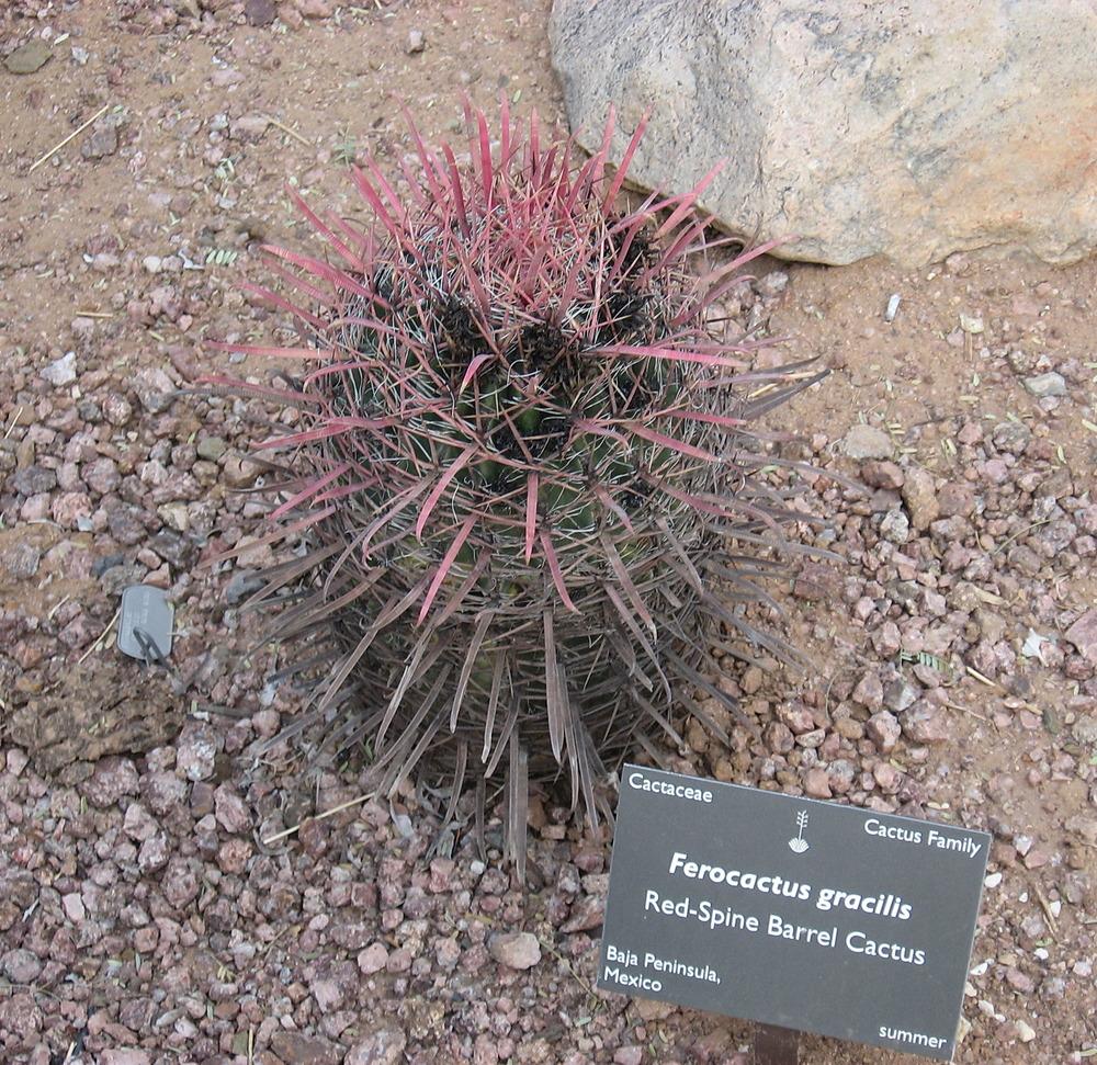 Photo of Fire Barrel Cactus (Ferocactus gracilis) uploaded by plantmanager
