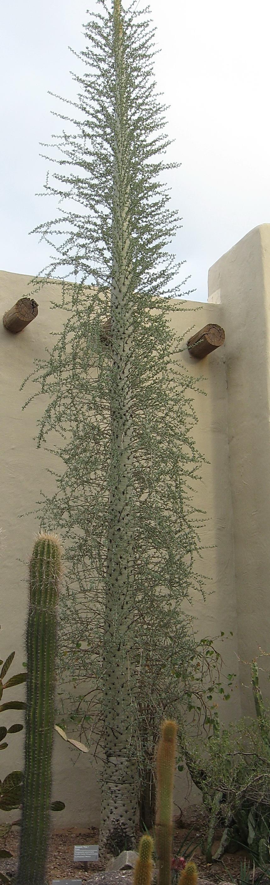 Photo of Boojum Tree (Fouquieria columnaris) uploaded by plantmanager
