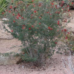 Location: Desert Botanical Garden Phoenix Arizona
Date: 2016-01-04