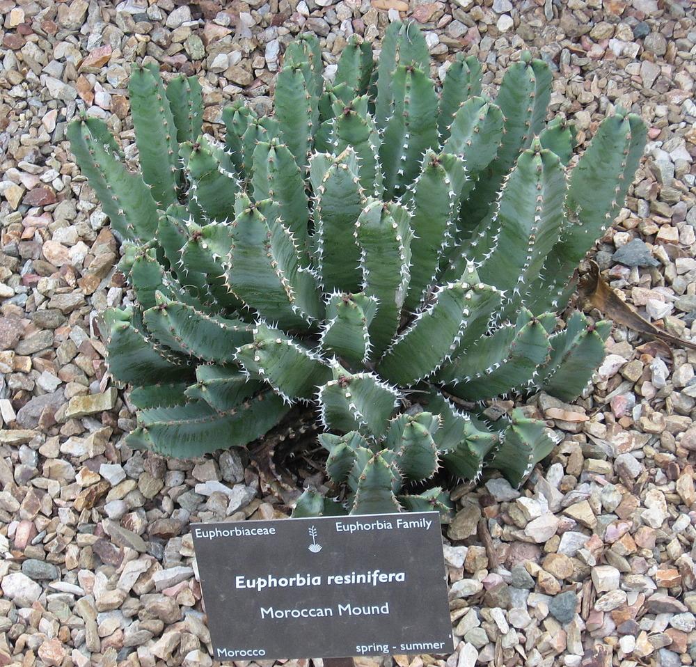 Photo of Moroccan Mound (Euphorbia resinifera) uploaded by plantmanager