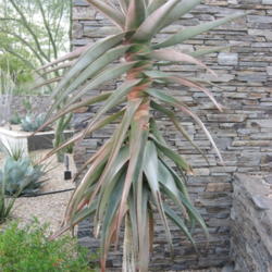 Location: Desert Botanical Garden Phoenix Arizona
Date: 2016-01-03
