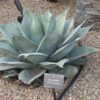 An absolutely beautiful Agave!