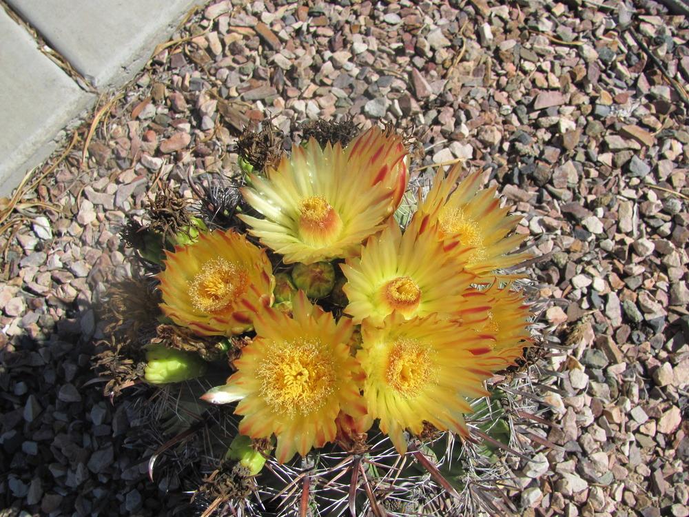 Photo of Barrel Cactus (Ferocactus) uploaded by AgaveGirl1