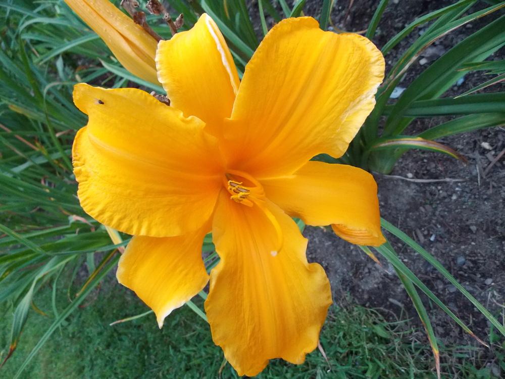 Photo of Daylily (Hemerocallis 'Golden Plover') uploaded by RobLaffin