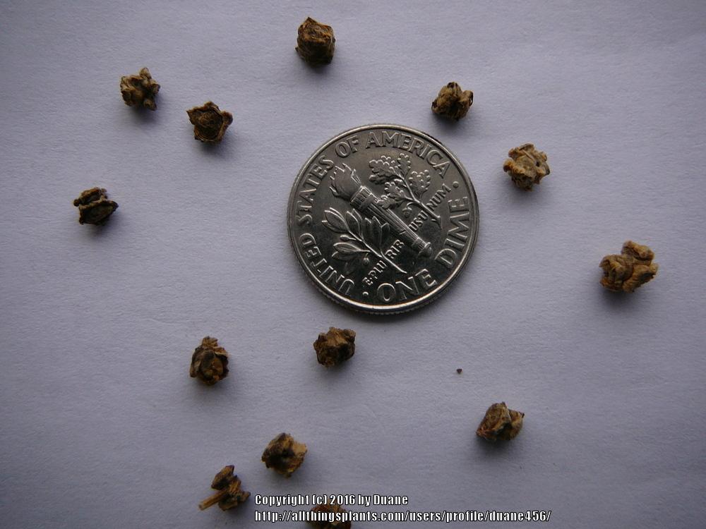 Photo of Swiss Chards (Beta vulgaris var. cicla) uploaded by duane456