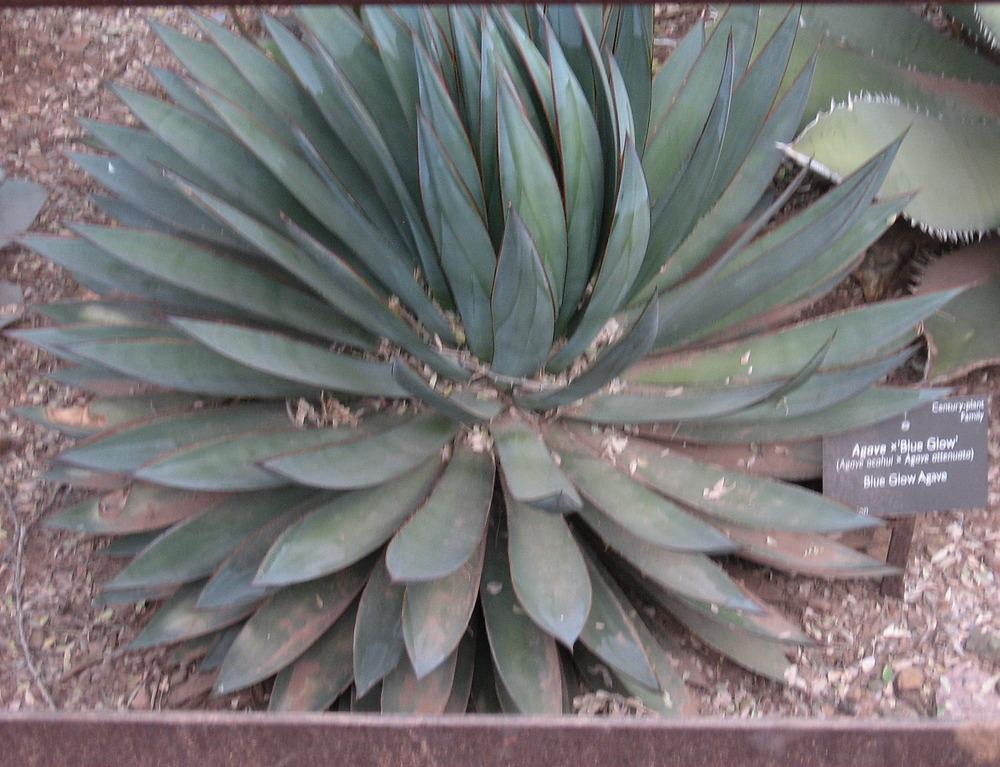Photo of Agave 'Blue Glow' uploaded by plantmanager
