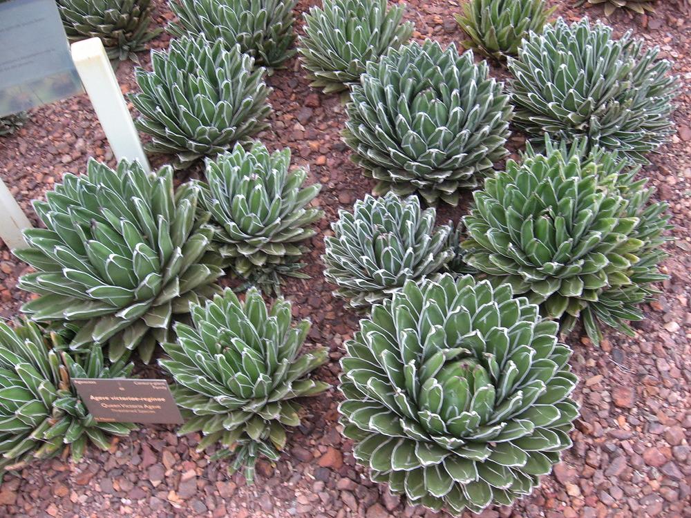 Photo of Queen Victoria Agave (Agave victoriae-reginae) uploaded by plantmanager