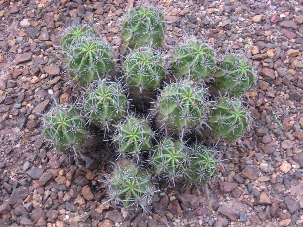 Photo of Barrel Cactus (Ferocactus robustus) uploaded by plantmanager