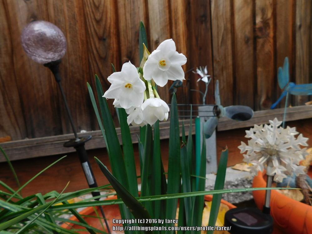Photo of Paperwhites (Narcissus 'Ziva') uploaded by tarev