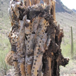 Location: San Tan Mountain Regional Park, AZ
Date: 2013-04-17
good, up close, detailed look at the dead 'flesh' and skeleton of