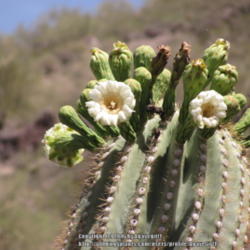 Location: San Tan Mountain Regional Park, AZ 
Date: 2011-05-26
Saguaro blooms, AZ state flower. Catch them while you can as they
