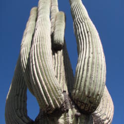 Location: San Tan Mountain Regional Park, AZ
Date: 2013-04-17
Nice closeup of arms of Saguaro