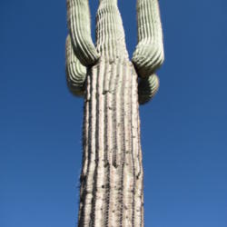 Location: San Tan Mountain Regional Park, AZ
Date: 2013-04-17
Great example of body and arms; gives an idea of height