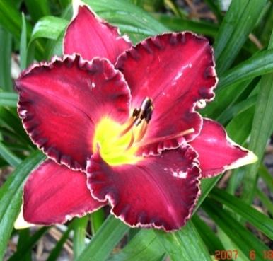 Photo of Daylily (Hemerocallis 'Francis of Assisi') uploaded by Sscape