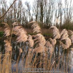 Location: Nature reserve, Ghent, Belgium
Date: 2015-12-28