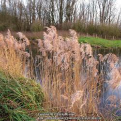 Location: Nature reserve, Ghent, Belgium
Date: 2015-12-28