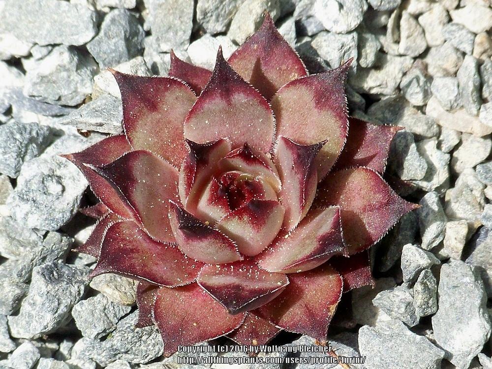 Photo of Hen and Chicks (Sempervivum 'Cafe') uploaded by turini