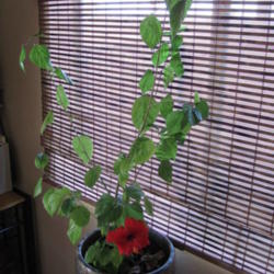 Location: My home; house plant
Date: 2013-04-17
Plant right before I planted it outside