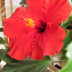Location: My home; house plant  
Date: 2013-04-17
I had been growing this indoors in a sunny window with hopes of p