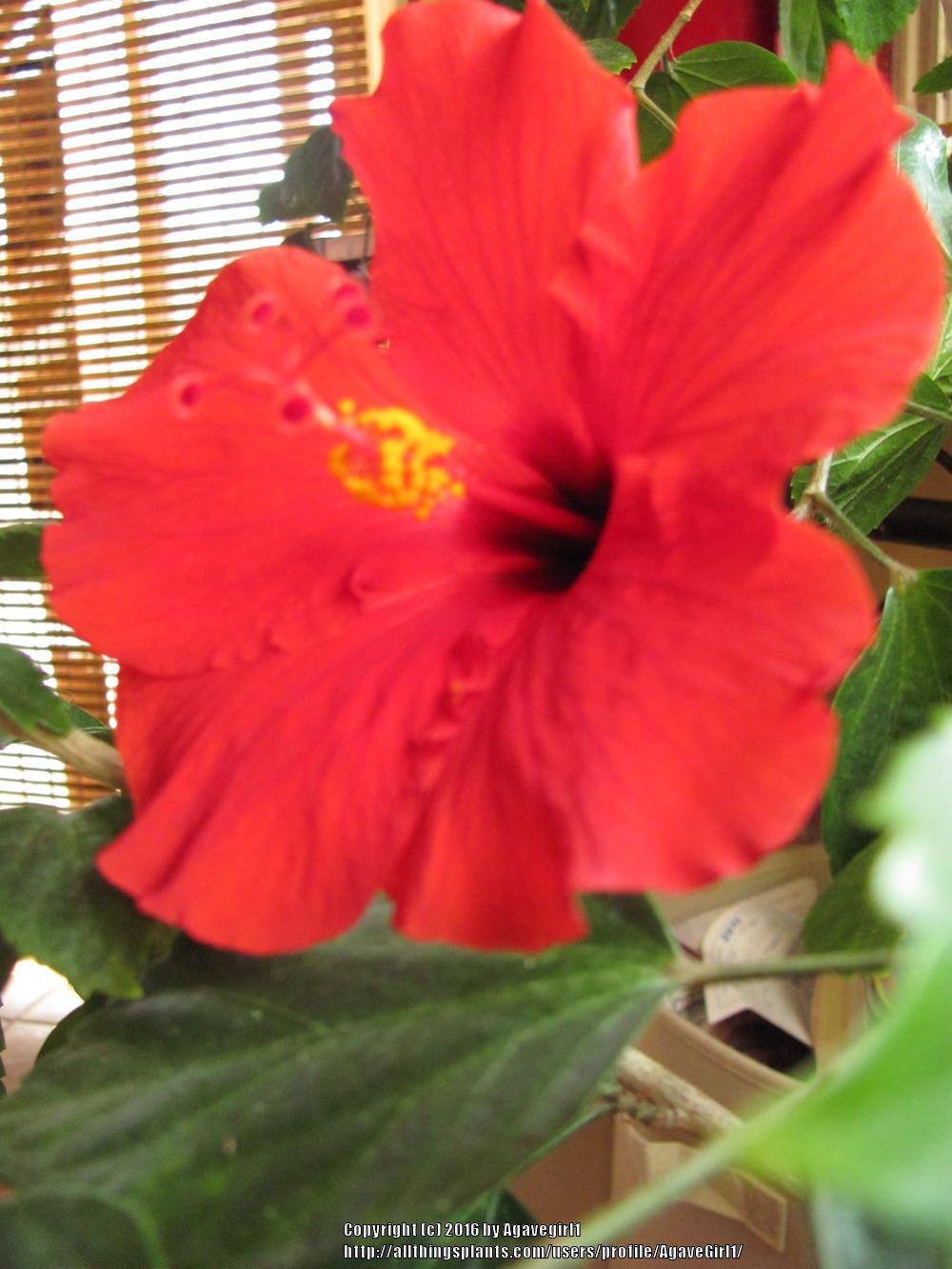 Photo of Hibiscus uploaded by AgaveGirl1