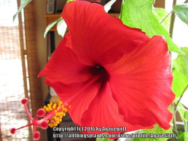 Photo of Hibiscus uploaded by AgaveGirl1