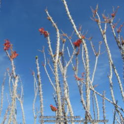Location: San Tan Mountain Regional Park, AZ
Date: 2012-02-20
early winter view of bare branches