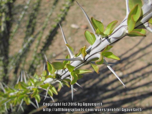 Photo of Ocotillo (Fouquieria splendens) uploaded by AgaveGirl1