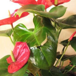 Location: indoor house plant
Date: 2013-04-17
Loved this plant...unfortunately the dog did too...treated it lik