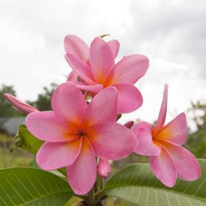 The six petal bloom is one of the characteristics of this cultiva
