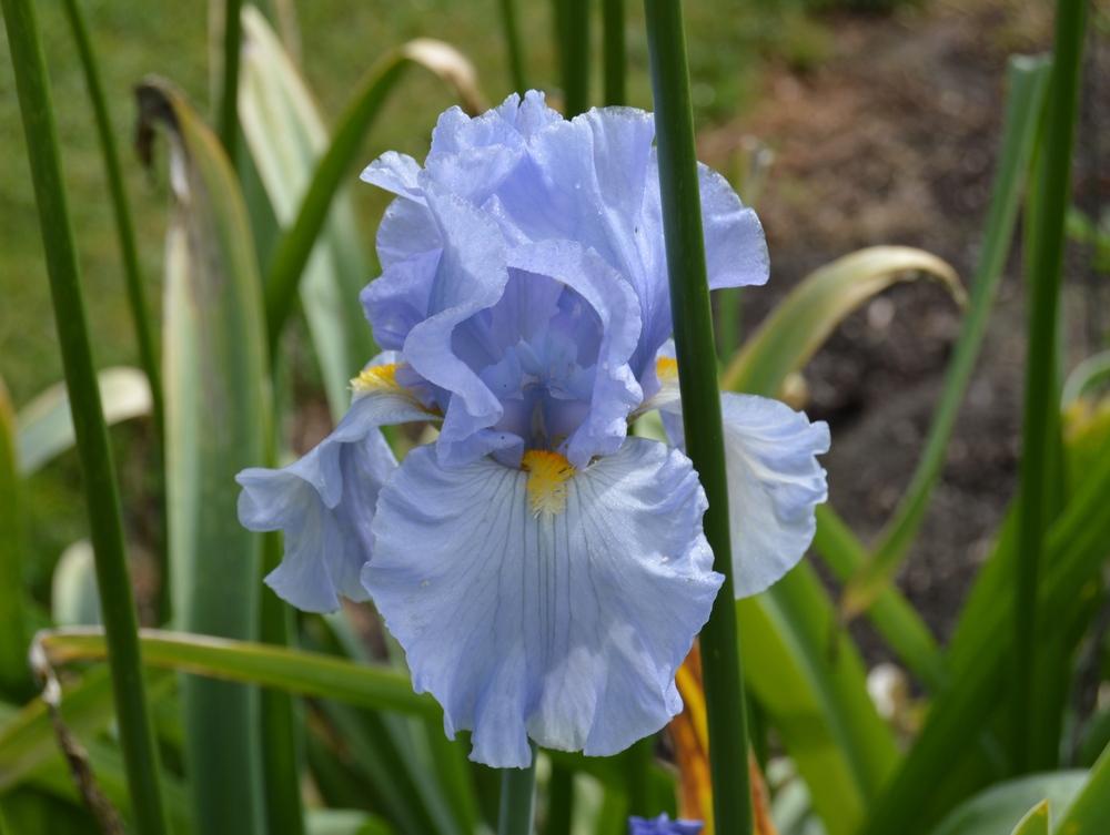 Photo of Tall Bearded Iris (Iris 'Sky and Sun') uploaded by KentPfeiffer