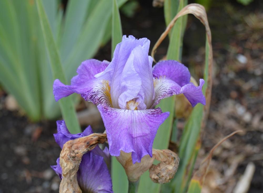Photo of Border Bearded Iris (Iris 'See My Etchings') uploaded by KentPfeiffer